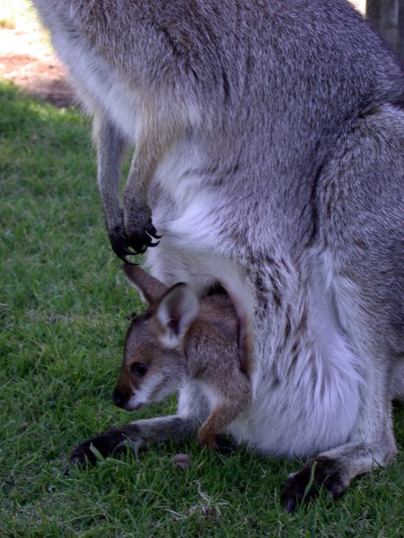 Wallaby